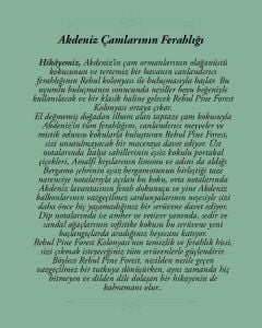 Rebul Pine Forest Edc 50 Ml Kolonya